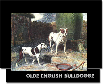 The History of the Olde English Bulldogge